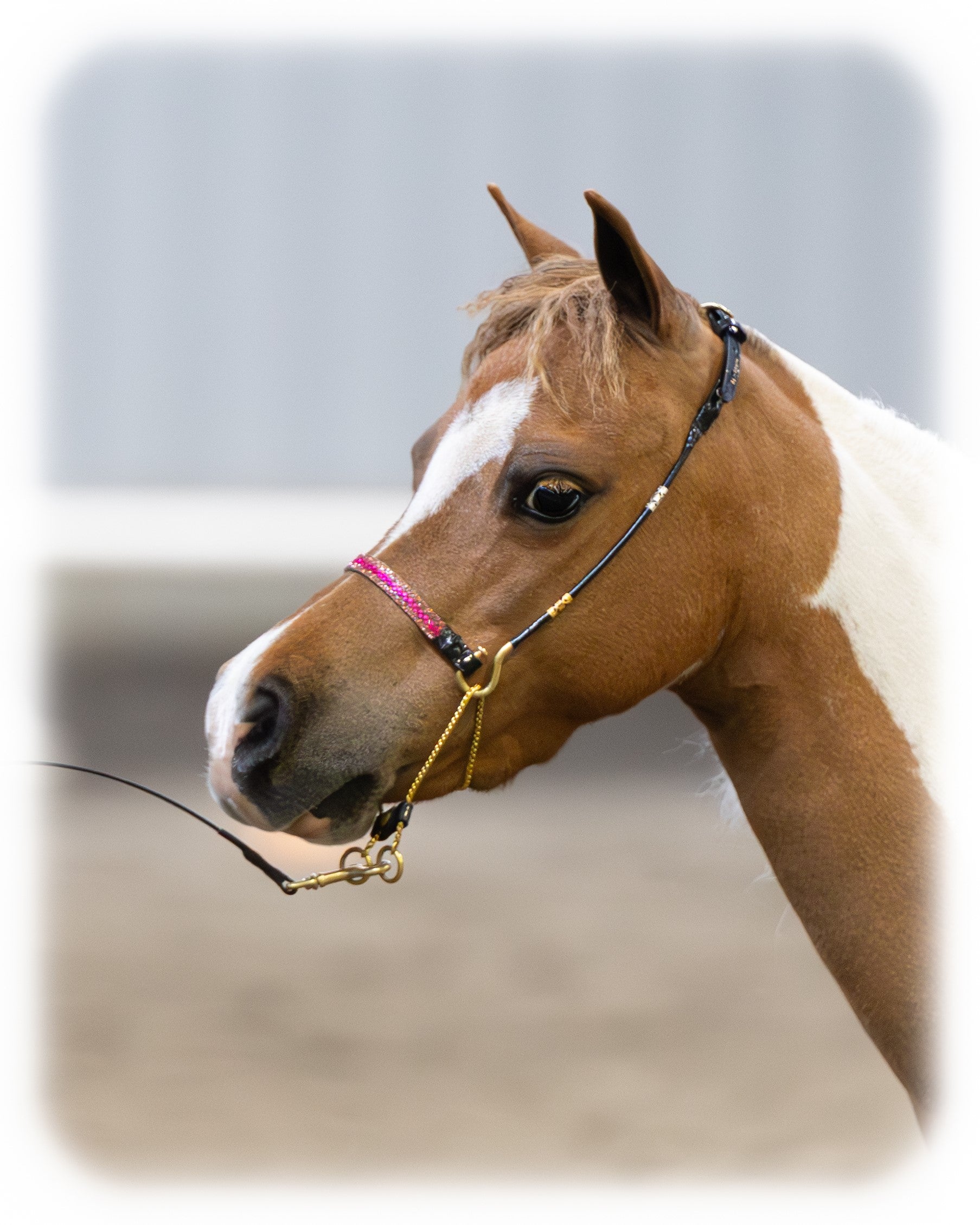 J Hook Rhinestone Noseband -Hot Pink Petite Equine
