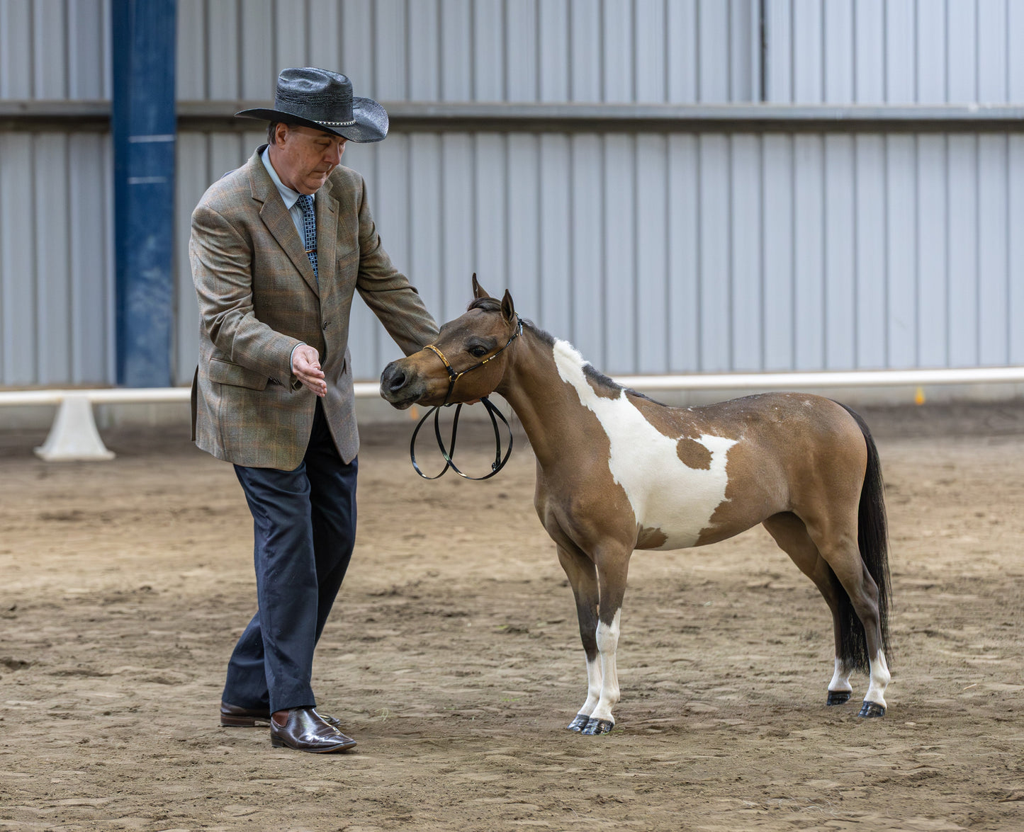 Royalty Red And Gold Rhinestone Show Halter - XLarge Size Custom Petite Equine