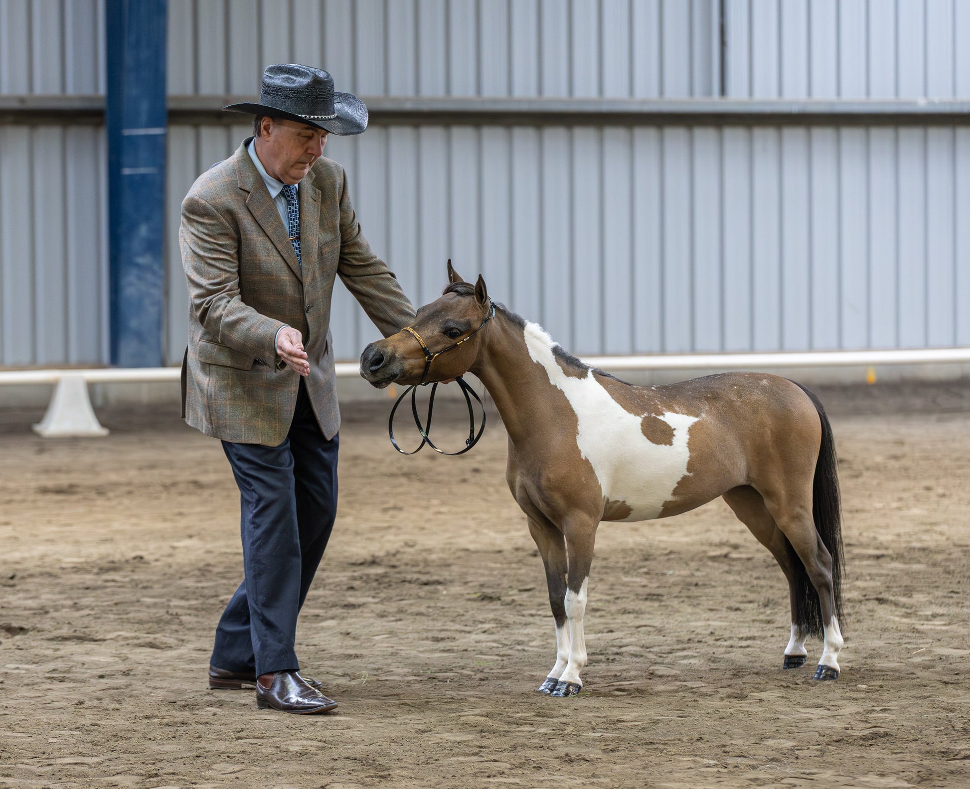 Royalty Red And Gold Rhinestone Show Halter - XLarge Size Custom Petite Equine