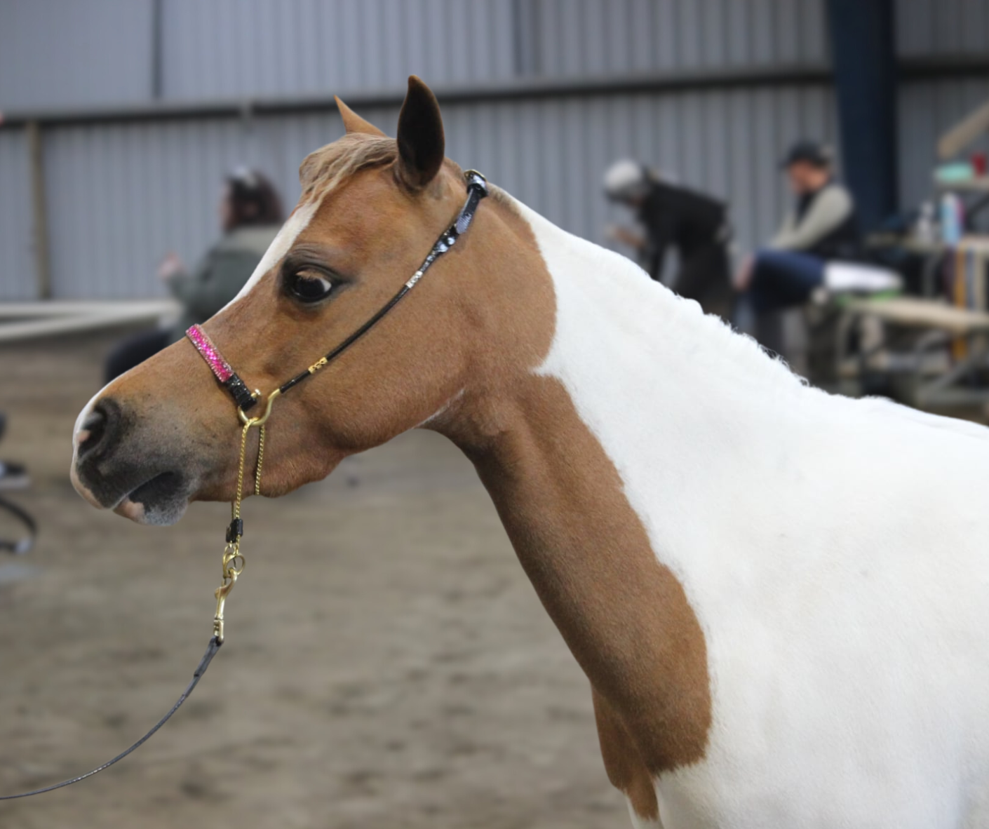 J Hook Rhinestone Noseband -Hot Pink Petite Equine