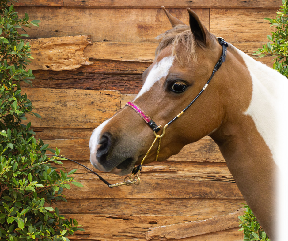 J Hook Rhinestone Noseband -Hot Pink Petite Equine