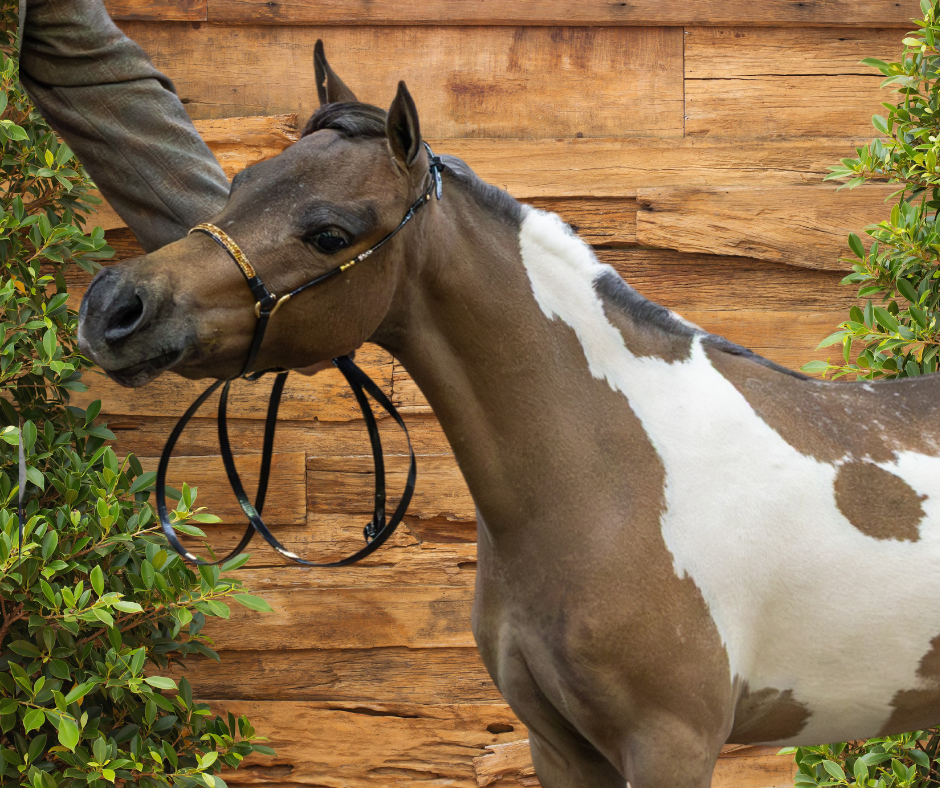 "Royalty" Red And Gold Rhinestone Show Halter Petite Equine