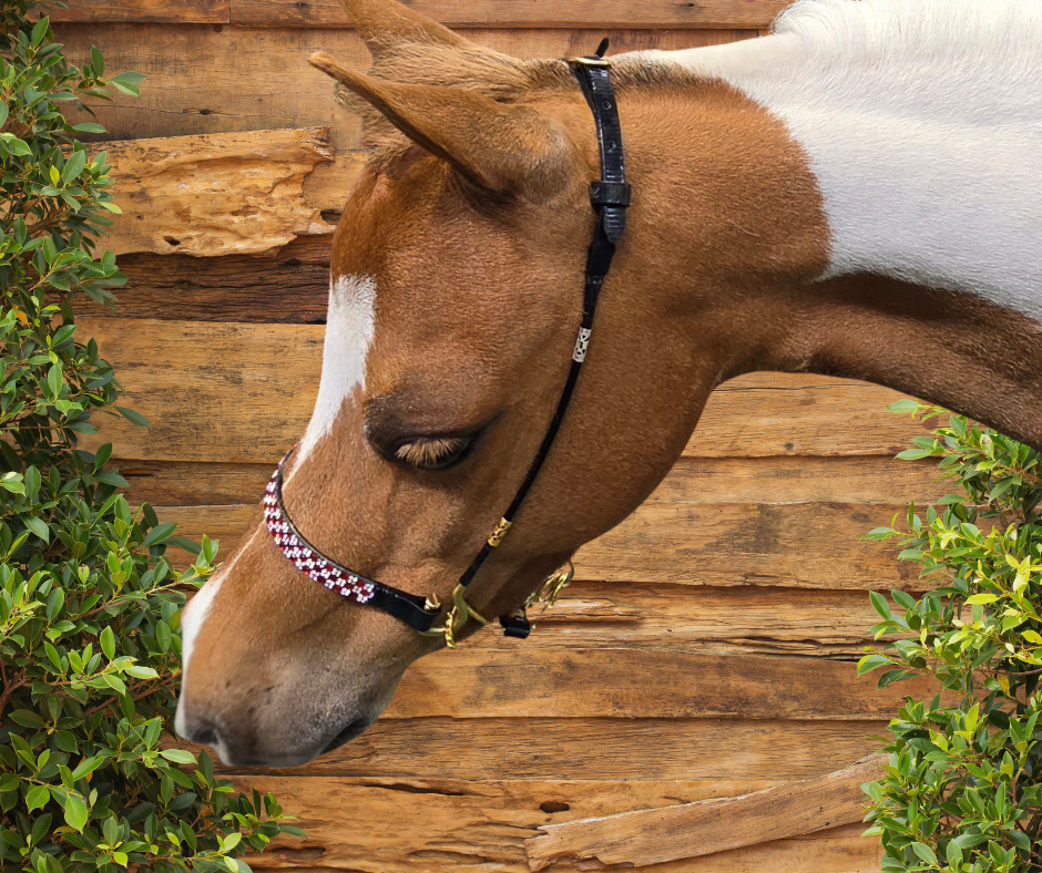 J Hook Checkerboard Noseband -Red Petite Equine